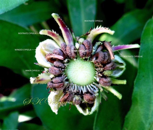  Infructescence